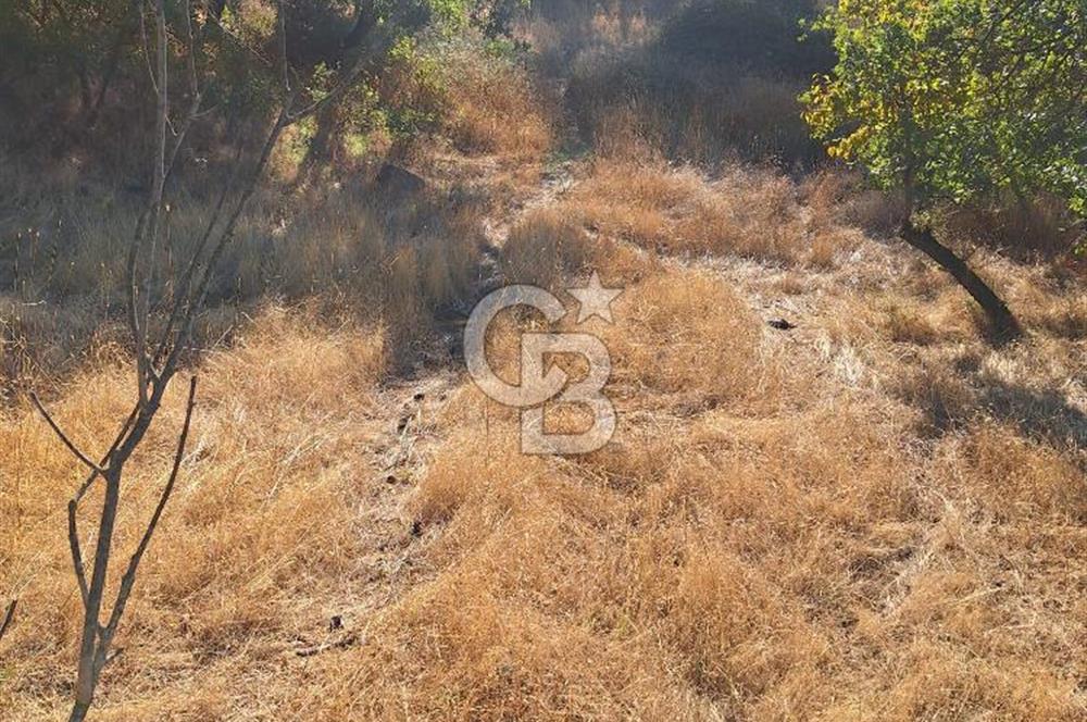 ÇANAKKALE AYVACIK DEMİRCİ KÖYÜ SATILIK 1635M2 KÖY İÇİ İMARLI