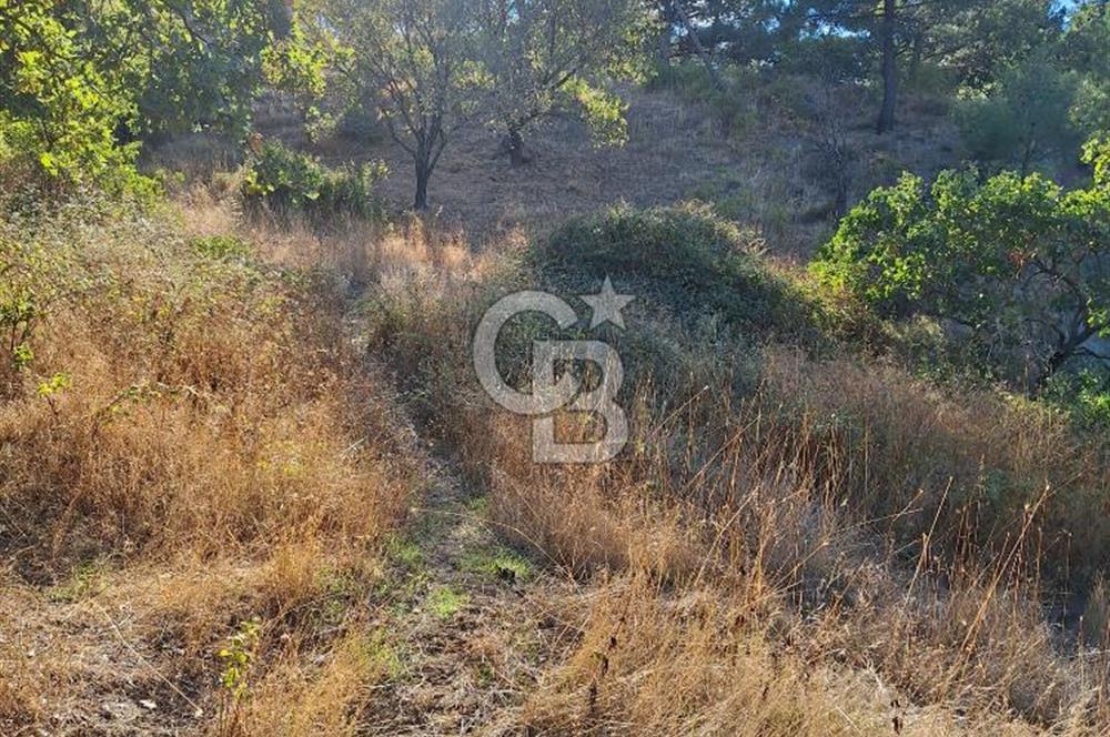 ÇANAKKALE AYVACIK DEMİRCİ KÖYÜ SATILIK 1635M2 KÖY İÇİ İMARLI