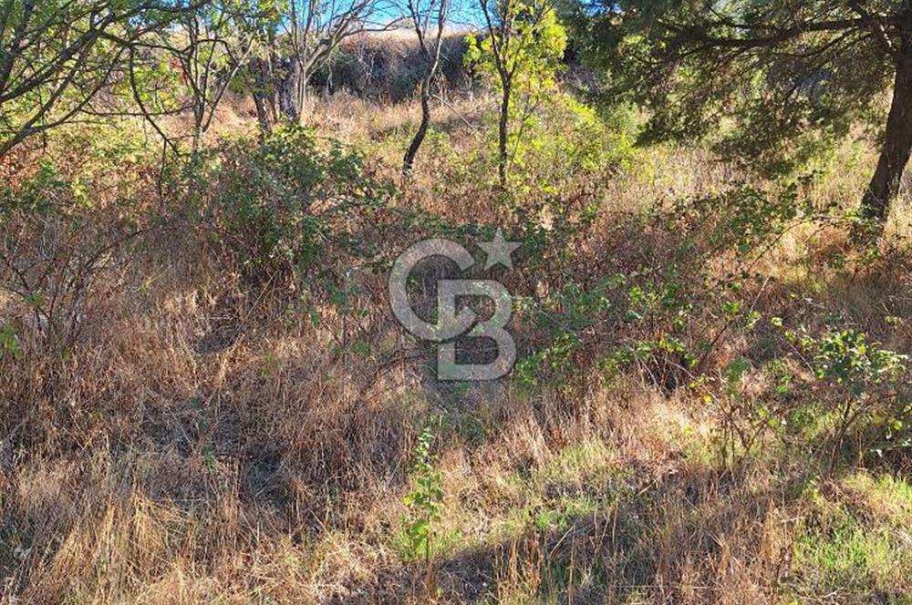 ÇANAKKALE AYVACIK DEMİRCİ KÖYÜ SATILIK 1635M2 KÖY İÇİ İMARLI