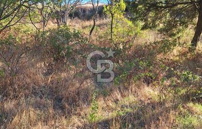 ÇANAKKALE AYVACIK DEMİRCİ KÖYÜ SATILIK 1635M2 KÖY İÇİ İMARLI