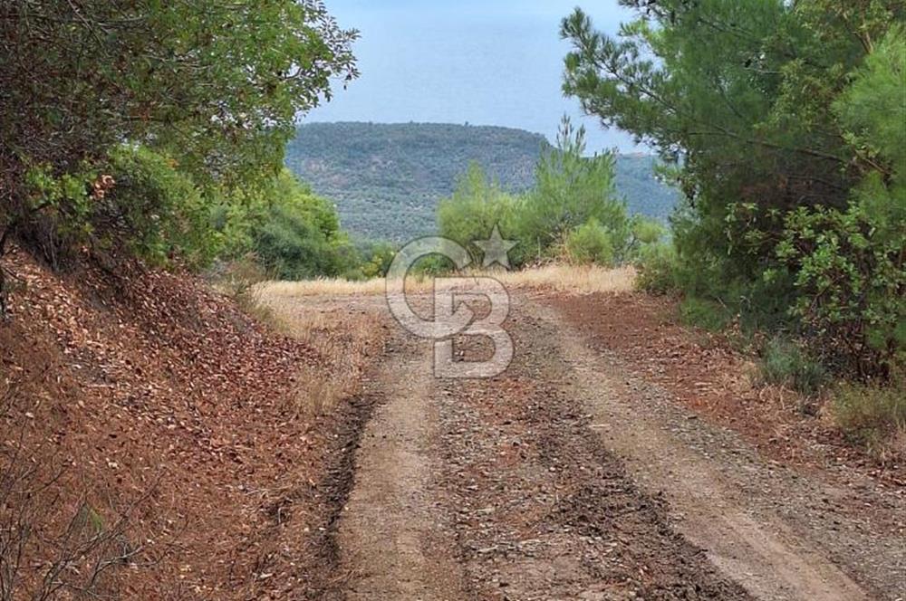 ÇANAKKALE AYVACIK DEMİRCİ KÖYÜ SATILIK 5819M2 TARLA