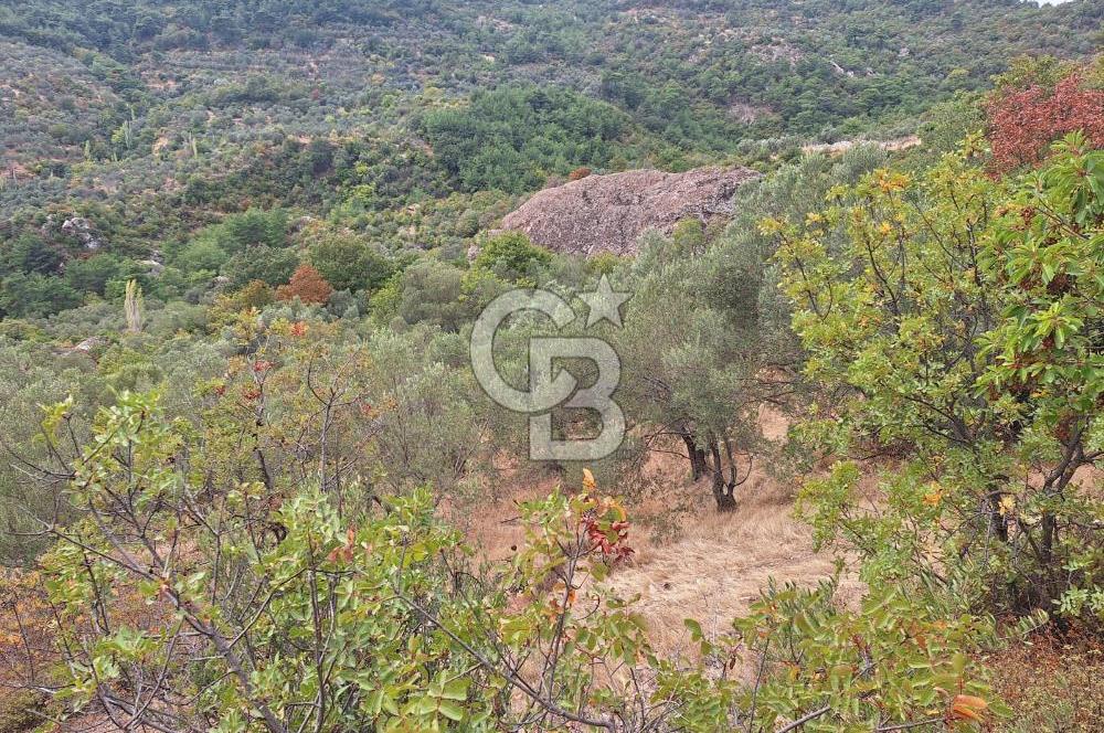 ÇANAKKALE AYVACIK DEMİRCİ KÖYÜ SATILIK 5819M2 TARLA