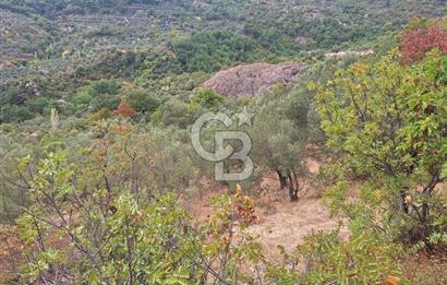 ÇANAKKALE AYVACIK DEMİRCİ KÖYÜ SATILIK 5819M2 TARLA