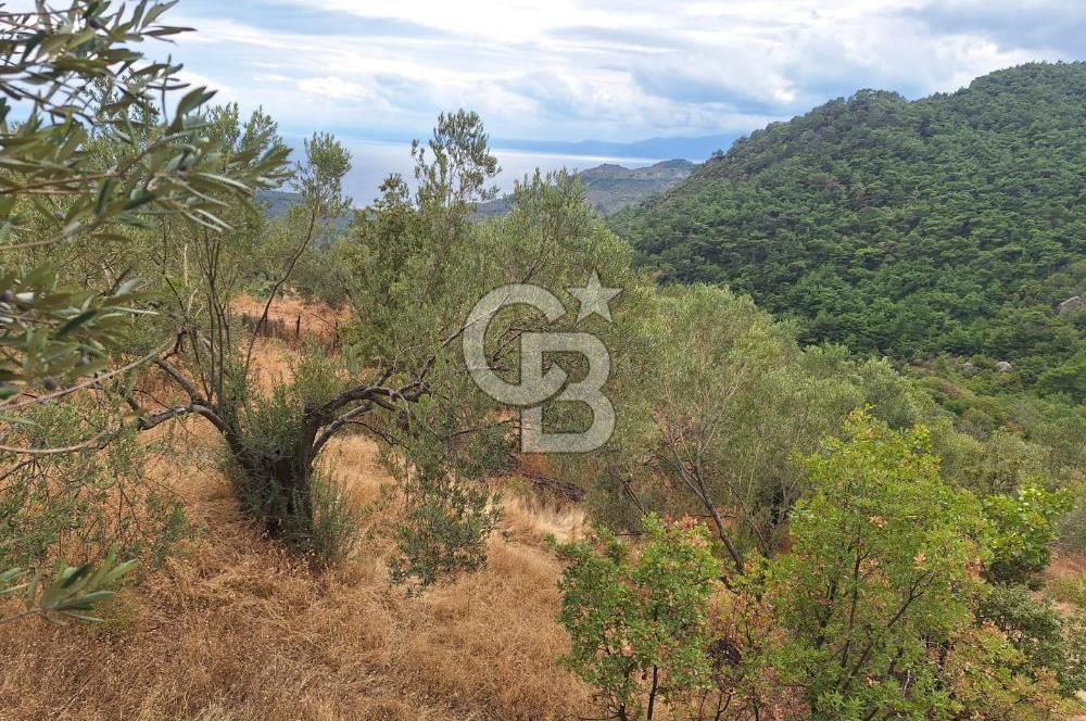 ÇANAKKALE AYVACIK DEMİRCİ KÖYÜ SATILIK 5819M2 TARLA