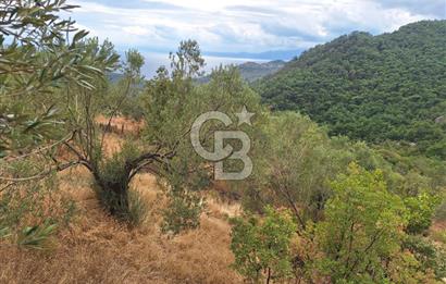 ÇANAKKALE AYVACIK DEMİRCİ KÖYÜ SATILIK 5819M2 TARLA