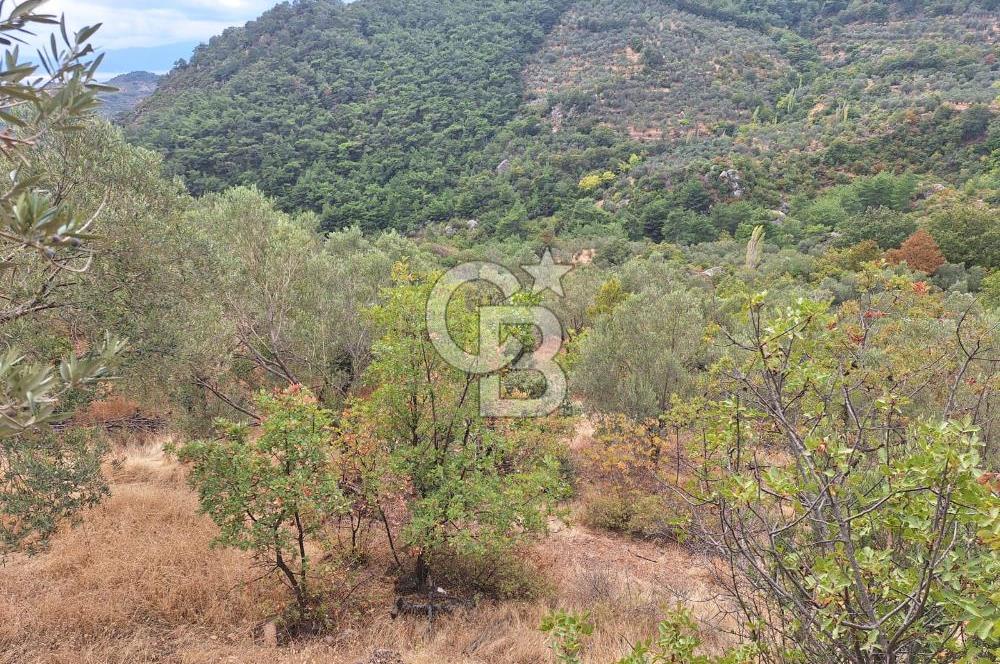ÇANAKKALE AYVACIK DEMİRCİ KÖYÜ SATILIK 5819M2 TARLA