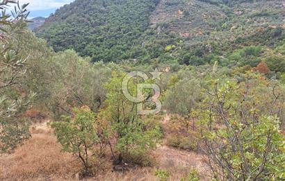 ÇANAKKALE AYVACIK DEMİRCİ KÖYÜ SATILIK 5819M2 TARLA