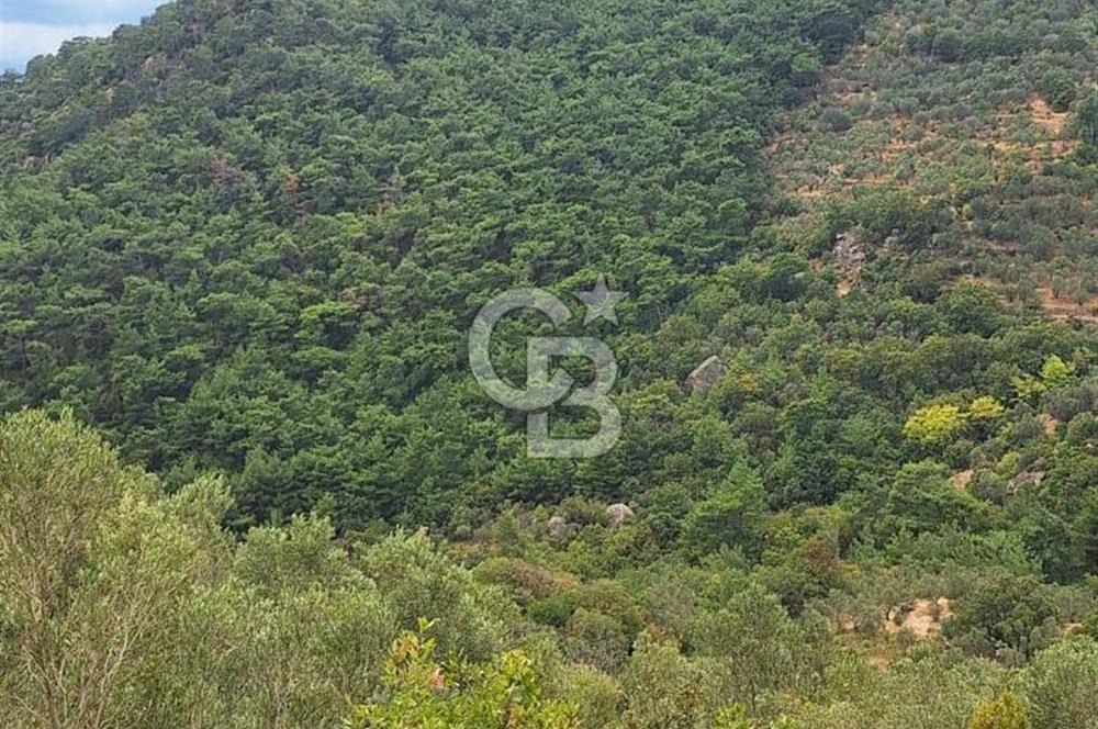 ÇANAKKALE AYVACIK DEMİRCİ KÖYÜ SATILIK 5819M2 TARLA