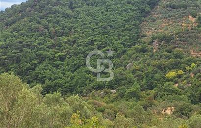 ÇANAKKALE AYVACIK DEMİRCİ KÖYÜ SATILIK 5819M2 TARLA