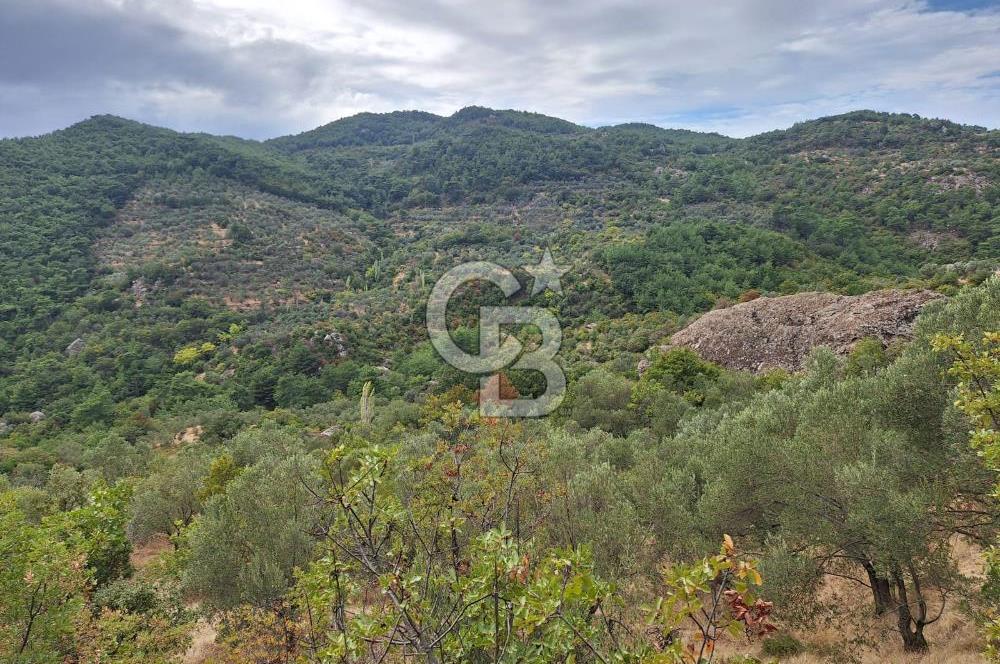 ÇANAKKALE AYVACIK DEMİRCİ KÖYÜ SATILIK 5819M2 TARLA