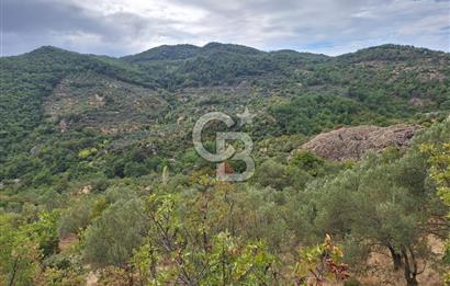 ÇANAKKALE AYVACIK DEMİRCİ KÖYÜ SATILIK 5819M2 TARLA