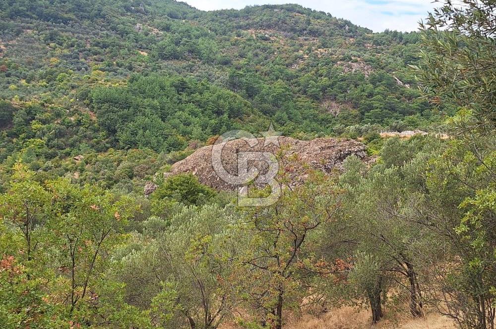 ÇANAKKALE AYVACIK DEMİRCİ KÖYÜ SATILIK 5819M2 TARLA