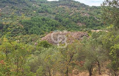 ÇANAKKALE AYVACIK DEMİRCİ KÖYÜ SATILIK 5819M2 TARLA