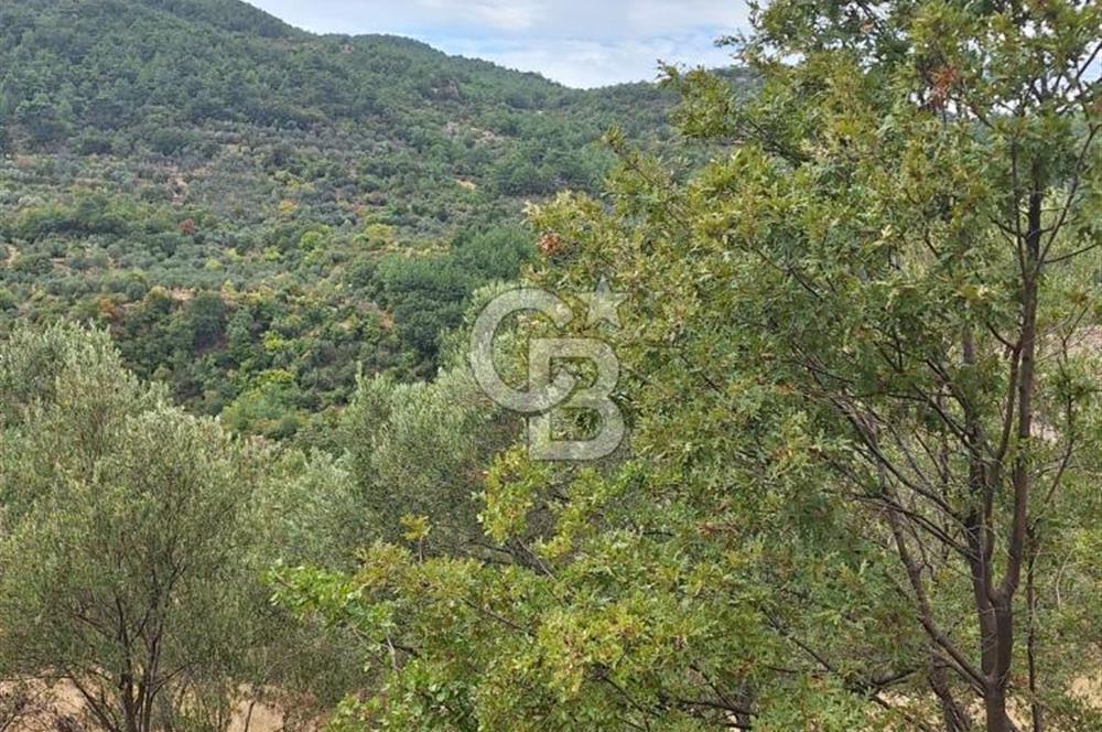 ÇANAKKALE AYVACIK DEMİRCİ KÖYÜ SATILIK 5819M2 TARLA