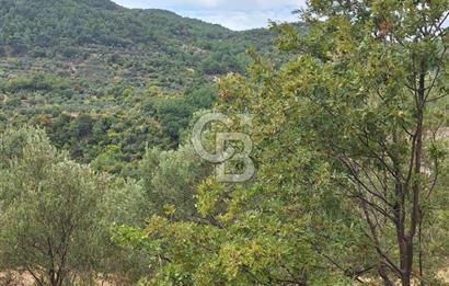 ÇANAKKALE AYVACIK DEMİRCİ KÖYÜ SATILIK 5819M2 TARLA