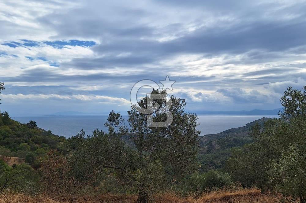 ÇANAKKALE AYVACIK DEMİRCİ KÖYÜ SATILIK 5819M2 TARLA
