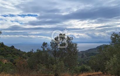 ÇANAKKALE AYVACIK DEMİRCİ KÖYÜ SATILIK 5819M2 TARLA