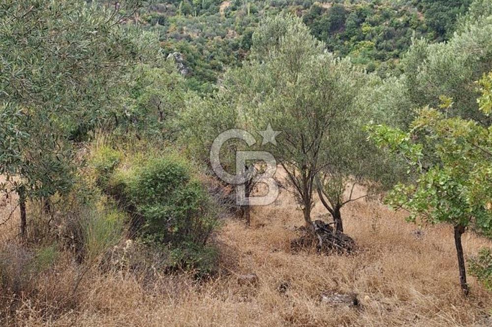ÇANAKKALE AYVACIK DEMİRCİ KÖYÜ SATILIK 5819M2 TARLA