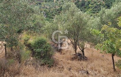 ÇANAKKALE AYVACIK DEMİRCİ KÖYÜ SATILIK 5819M2 TARLA