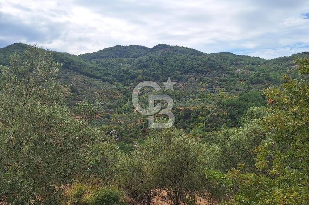 ÇANAKKALE AYVACIK DEMİRCİ KÖYÜ SATILIK 5819M2 TARLA