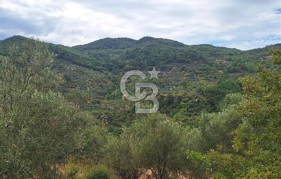 ÇANAKKALE AYVACIK DEMİRCİ KÖYÜ SATILIK 5819M2 TARLA