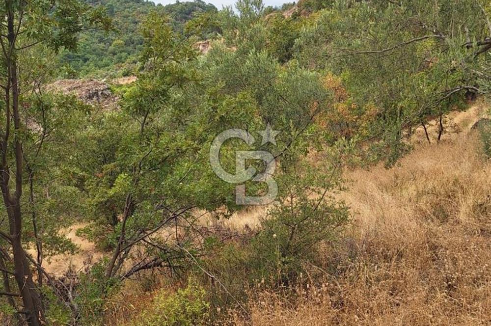 ÇANAKKALE AYVACIK DEMİRCİ KÖYÜ SATILIK 5819M2 TARLA