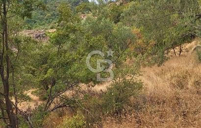 ÇANAKKALE AYVACIK DEMİRCİ KÖYÜ SATILIK 5819M2 TARLA