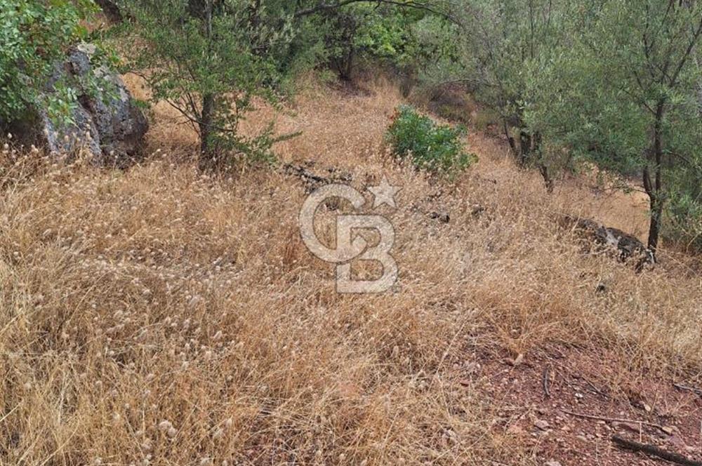 ÇANAKKALE AYVACIK DEMİRCİ KÖYÜ SATILIK 5819M2 TARLA