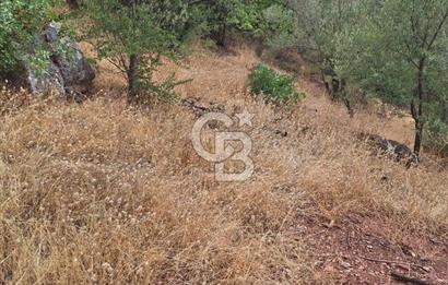 ÇANAKKALE AYVACIK DEMİRCİ KÖYÜ SATILIK 5819M2 TARLA