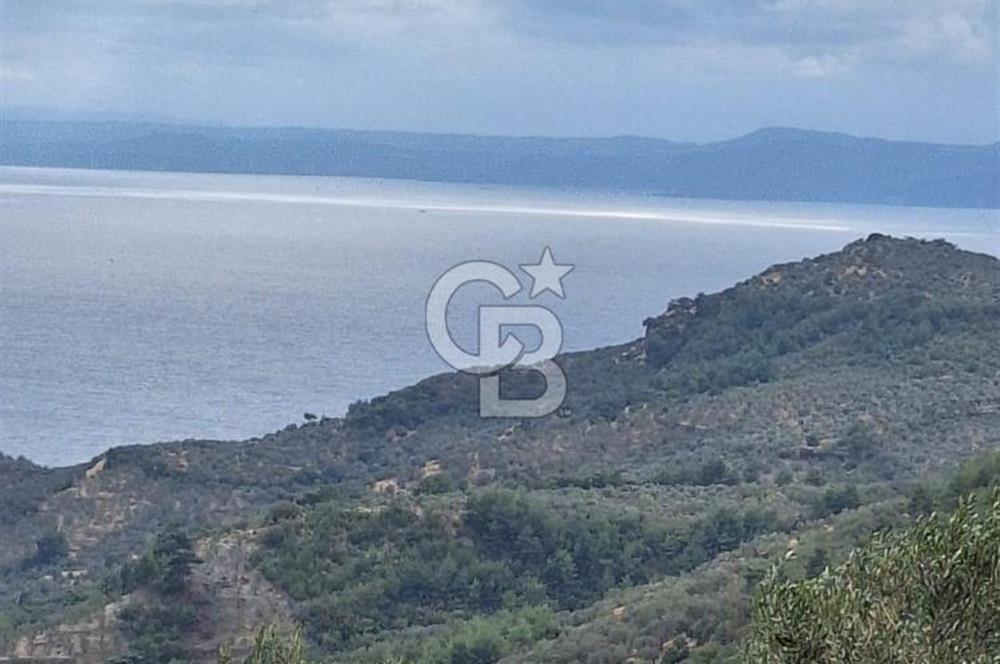 ÇANAKKALE AYVACIK DEMİRCİ KÖYÜ SATILIK 5819M2 TARLA