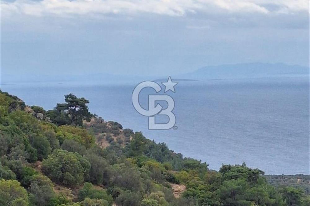 ÇANAKKALE AYVACIK DEMİRCİ KÖYÜ SATILIK 5819M2 TARLA