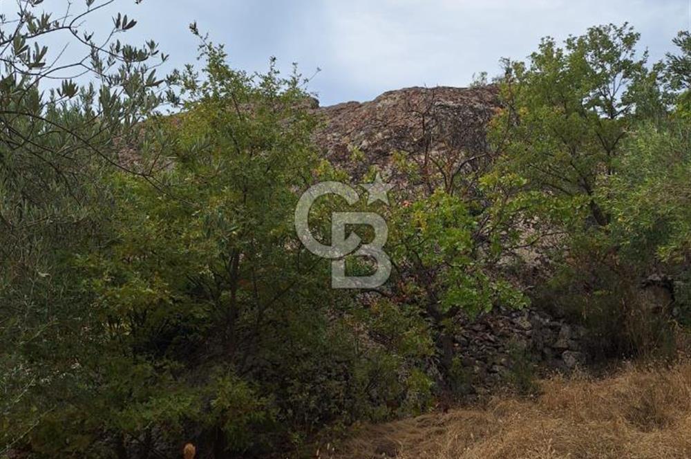 ÇANAKKALE AYVACIK DEMİRCİ KÖYÜ SATILIK 5819M2 TARLA