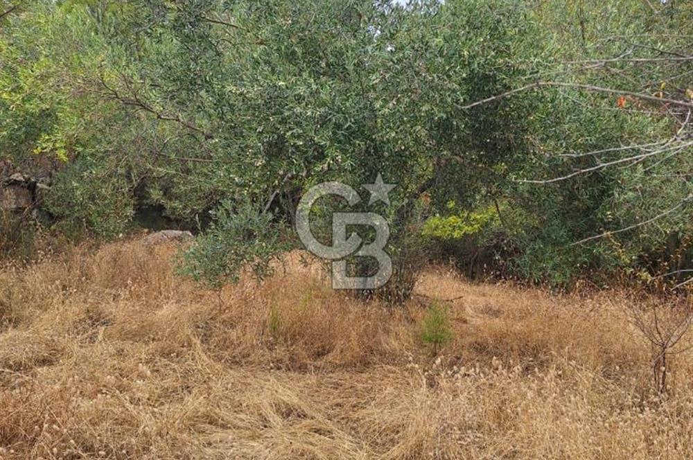 ÇANAKKALE AYVACIK DEMİRCİ KÖYÜ SATILIK 5819M2 TARLA