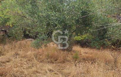 ÇANAKKALE AYVACIK DEMİRCİ KÖYÜ SATILIK 5819M2 TARLA