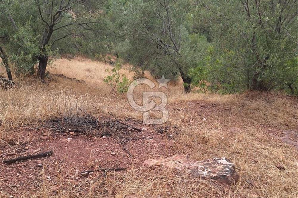 ÇANAKKALE AYVACIK DEMİRCİ KÖYÜ SATILIK 5819M2 TARLA
