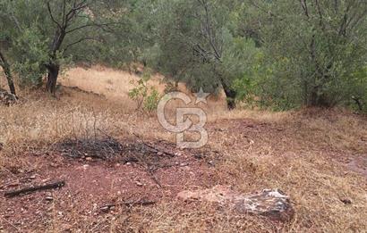 ÇANAKKALE AYVACIK DEMİRCİ KÖYÜ SATILIK 5819M2 TARLA