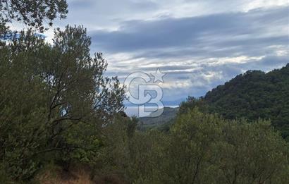 ÇANAKKALE AYVACIK DEMİRCİ KÖYÜ SATILIK 5819M2 TARLA