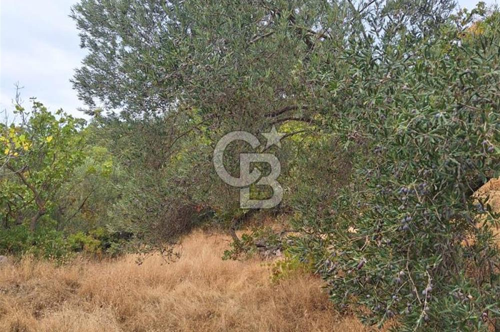 ÇANAKKALE AYVACIK DEMİRCİ KÖYÜ SATILIK 5819M2 TARLA