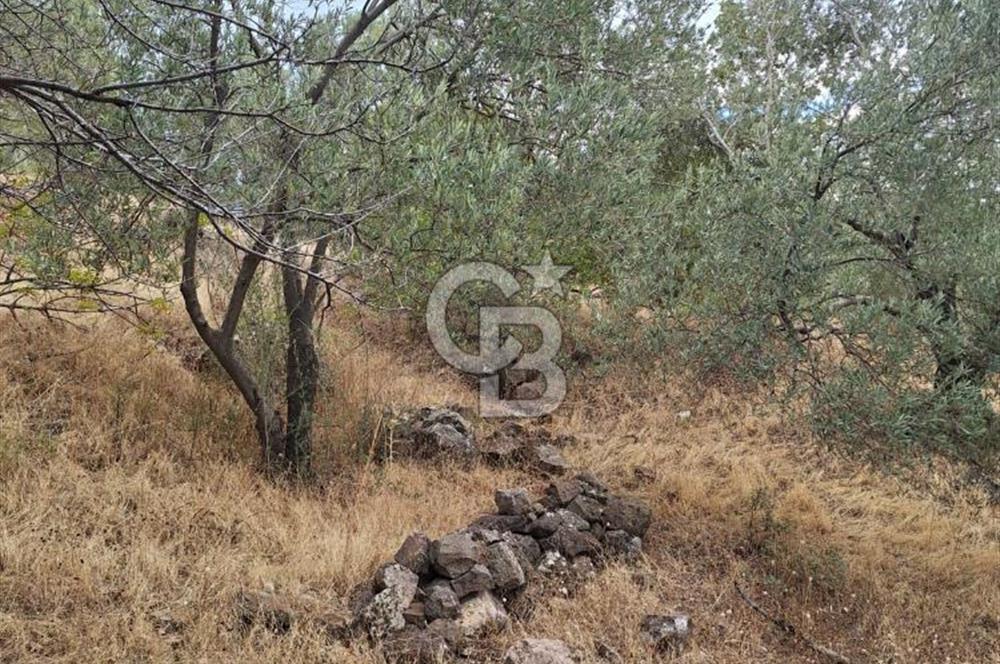 ÇANAKKALE AYVACIK DEMİRCİ KÖYÜ SATILIK 5819M2 TARLA
