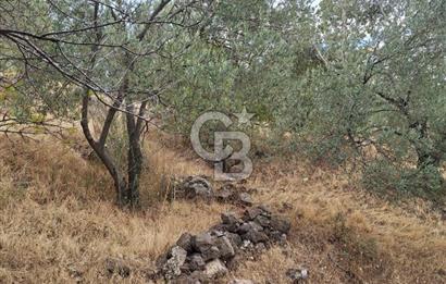 ÇANAKKALE AYVACIK DEMİRCİ KÖYÜ SATILIK 5819M2 TARLA
