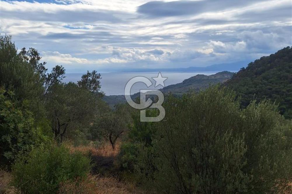 ÇANAKKALE AYVACIK DEMİRCİ KÖYÜ SATILIK 5819M2 TARLA