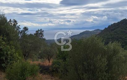 ÇANAKKALE AYVACIK DEMİRCİ KÖYÜ SATILIK 5819M2 TARLA
