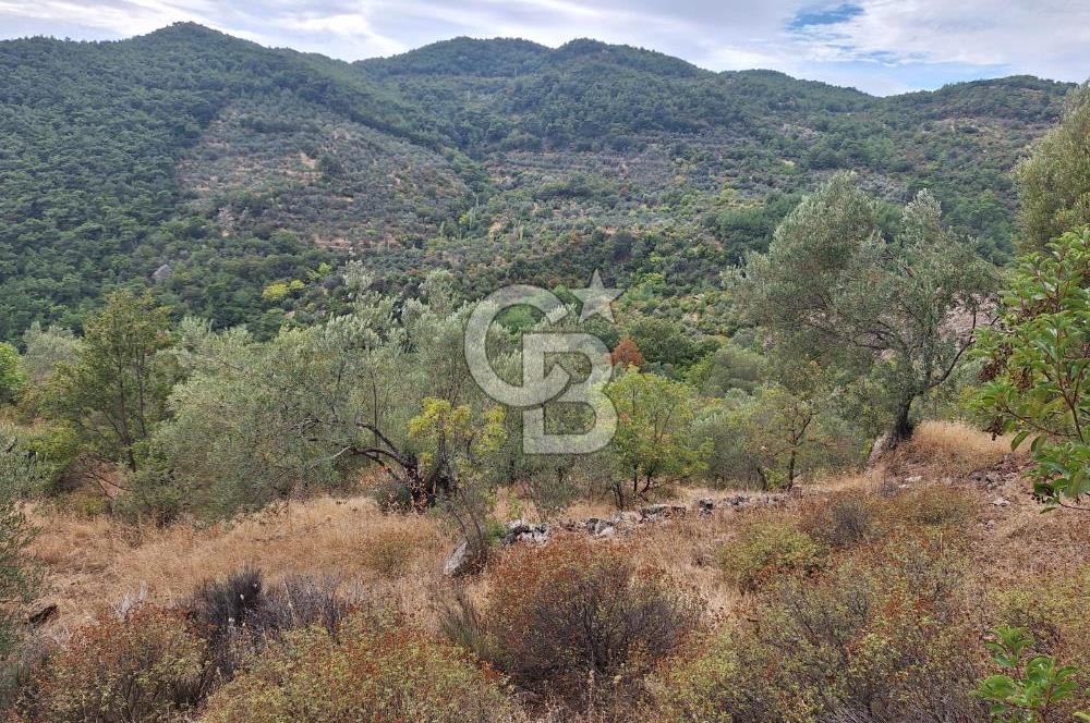 ÇANAKKALE AYVACIK DEMİRCİ KÖYÜ SATILIK 5819M2 TARLA