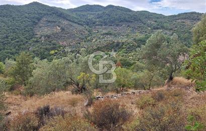 ÇANAKKALE AYVACIK DEMİRCİ KÖYÜ SATILIK 5819M2 TARLA