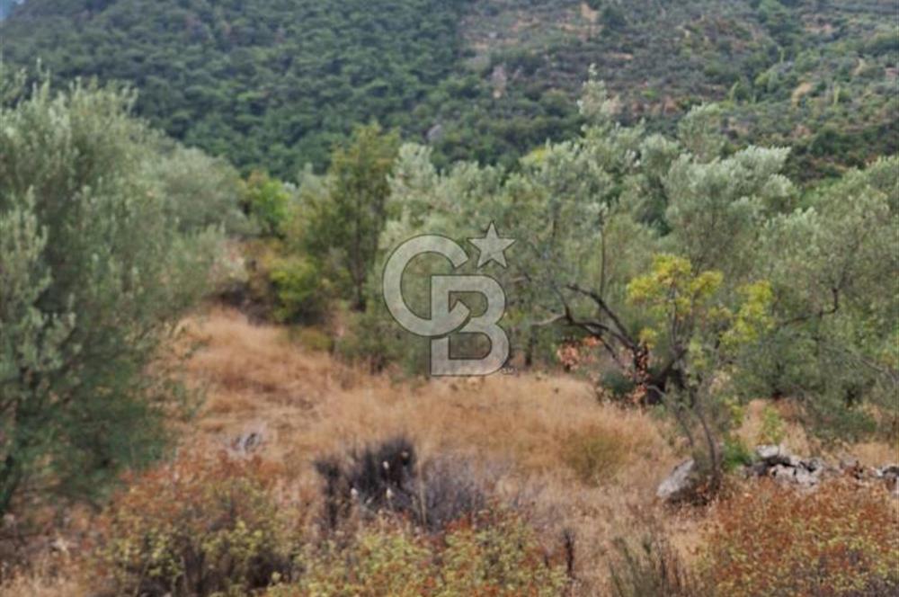 ÇANAKKALE AYVACIK DEMİRCİ KÖYÜ SATILIK 5819M2 TARLA