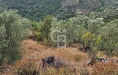 ÇANAKKALE AYVACIK DEMİRCİ KÖYÜ SATILIK 5819M2 TARLA