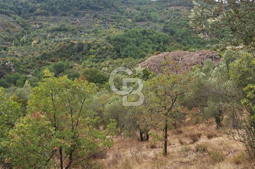 ÇANAKKALE AYVACIK DEMİRCİ KÖYÜ SATILIK 5819M2 TARLA