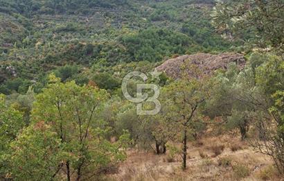 ÇANAKKALE AYVACIK DEMİRCİ KÖYÜ SATILIK 5819M2 TARLA