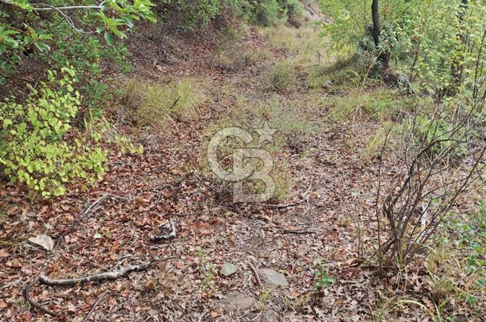 ÇANAKKALE AYVACIK DEMİRCİ KÖYÜ SATILIK 5819M2 TARLA