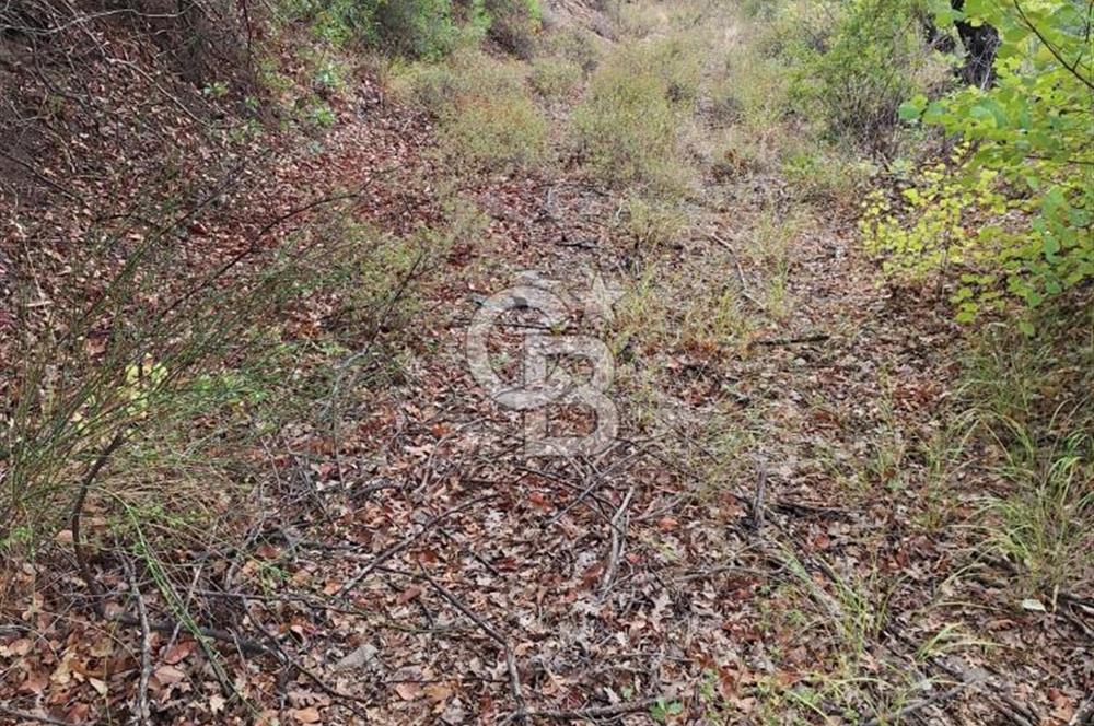 ÇANAKKALE AYVACIK DEMİRCİ KÖYÜ SATILIK 5819M2 TARLA